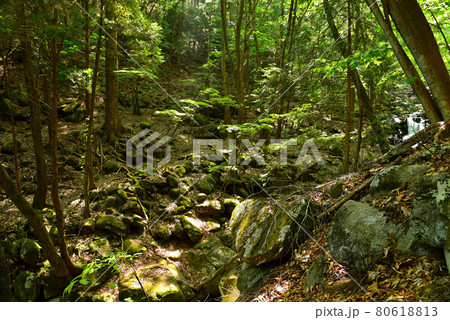 新緑の徳和渓谷 80618813