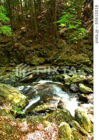 新緑の徳和渓谷 80618816