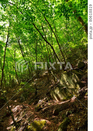 新緑の徳和渓谷 80618819