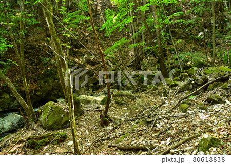 新緑の徳和渓谷 80618838