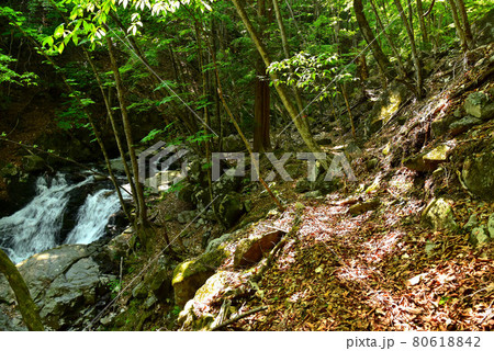 新緑の徳和渓谷 80618842