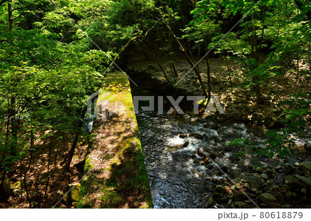 新緑の徳和渓谷 80618879
