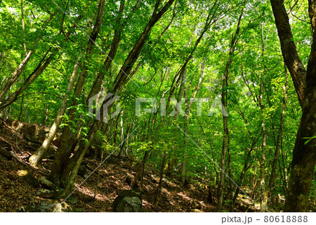 新緑の徳和渓谷 新緑の徳和渓谷 80618888