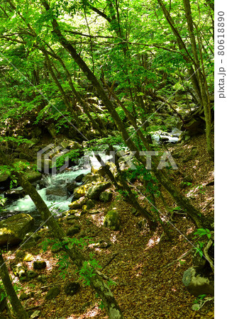 新緑の徳和渓谷 80618890