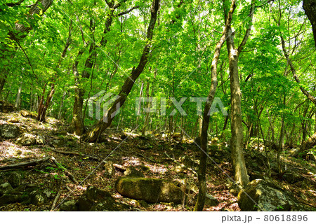 新緑の徳和渓谷 80618896