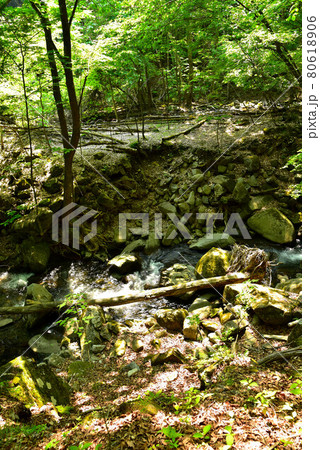 新緑の徳和渓谷 80618906