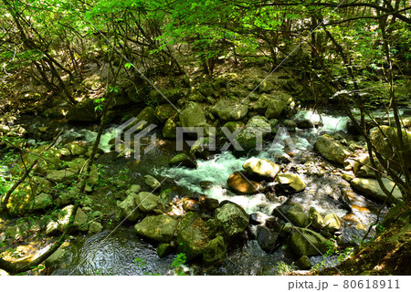 新緑の徳和渓谷 80618911