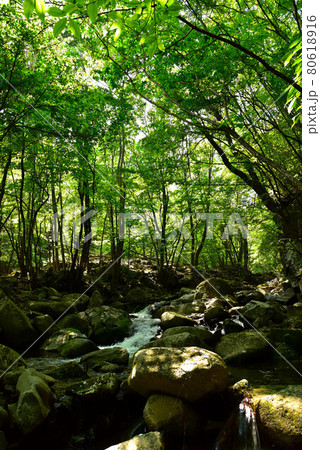 新緑の徳和渓谷 80618916