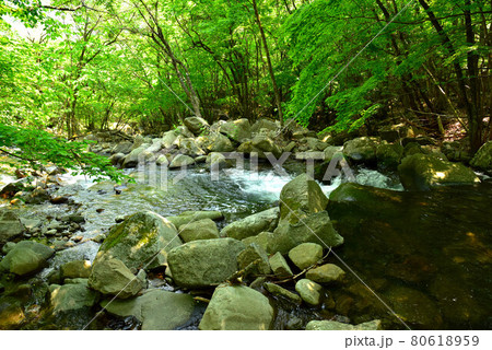 新緑の徳和渓谷 新緑の徳和渓谷 80618959