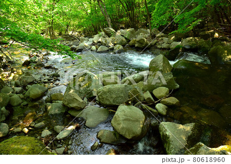 新緑の徳和渓谷 80618960