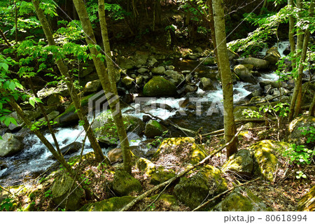 新緑の徳和渓谷 80618994