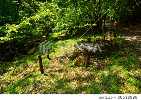 新緑の徳和渓谷 80618999