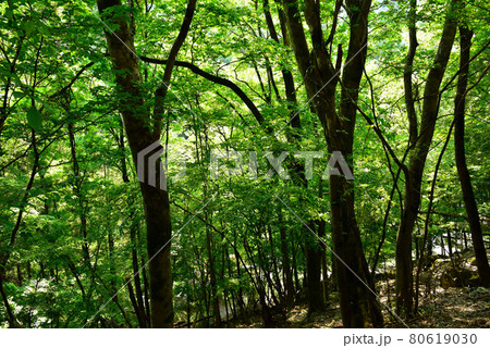 新緑の徳和渓谷 80619030