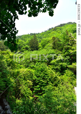 新緑の徳和渓谷 80619039