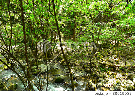 新緑の徳和渓谷 80619055