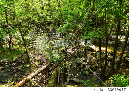 新緑の徳和渓谷 80619057