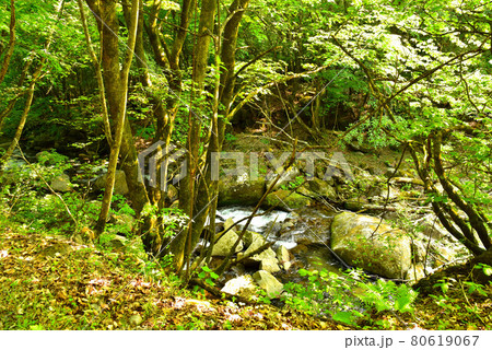新緑の徳和渓谷 新緑の徳和渓谷 80619067