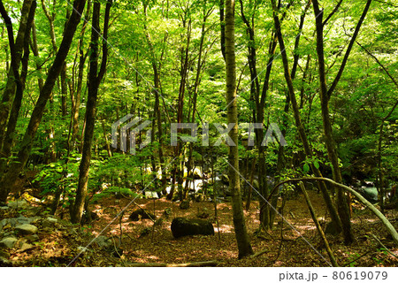 新緑の徳和渓谷 80619079