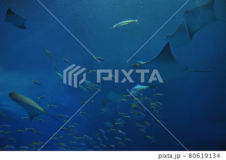 きれいな魚がいっぱい美ら海水族館 きれいな魚がいっぱい美ら海水族館 80619134