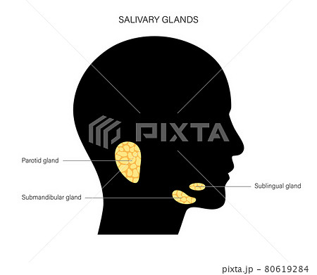Salivary gland concept Salivary gland concept 80619284