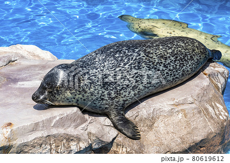 水族館の風景 日光浴をするゴマフアザラシ 新潟県新潟市 水族館の風景 日光浴をするゴマフアザラシ 新潟県新潟市 80619612