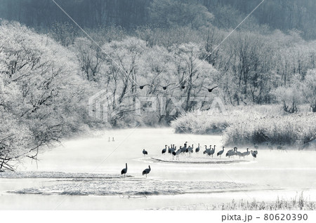 樹氷に囲まれたタンチョウのねぐらと、ハクチョウの飛翔姿(北海道・鶴居) 樹氷に囲まれたタンチョウのねぐらと、ハクチョウの飛翔姿(北海道・鶴居) 80620390