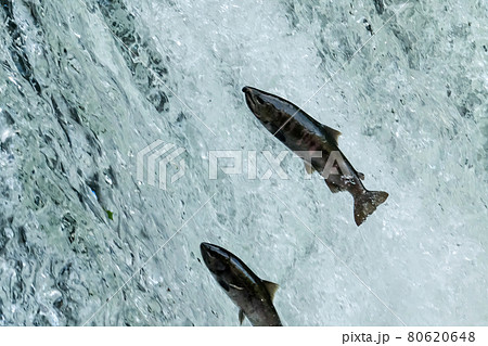 川を遡上する魚 80620648
