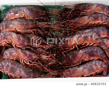 ボタンエビ 80620703