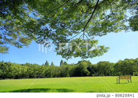 夏の公園 夏の公園 80620841