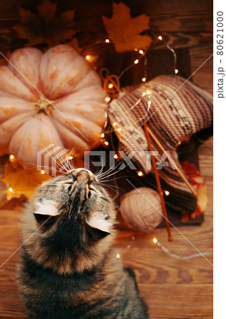 Fluffy cat, pumpkin and knitted colored scarf, fall leaves with bright garland Fluffy cat, pumpkin and knitted colored scarf, fall leaves with bright garland 80621000
