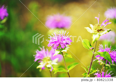 植物 ”ベルガモット” ハーブ 植物 ”ベルガモット” ハーブ 80621338