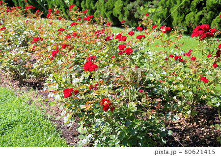 バラの花 リリーマルリーン バラの花 リリーマルリーン 80621415
