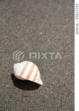 夏の砂浜　貝殻　ミヤシロガイ 80621549