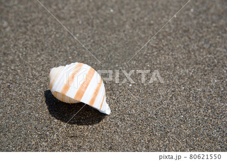 夏の砂浜 貝殻 ミヤシロガイ 夏の砂浜 貝殻 ミヤシロガイ 80621550