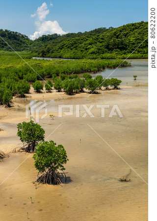 Top view of a green mangrove shrubs at shallow river, green mountains, blue sky. Iriomote Island. 80622200