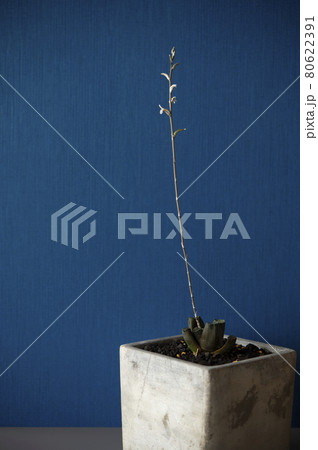 花穂が伸びた万象（ハオルチア） 80622391