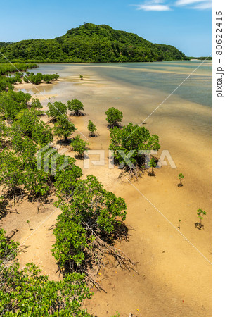 Amazing mangrove shrubs at shallow river, roots, green mountain, blue sky. Iriomote Island. Amazing mangrove shrubs at shallow river, roots, green mountain, blue sky. Iriomote Island. 80622416