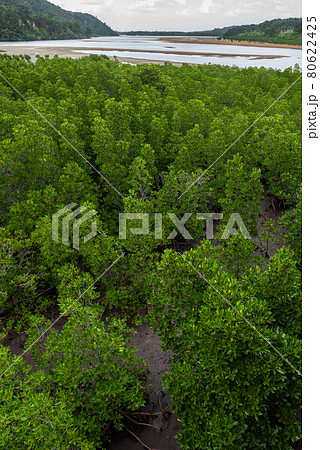 Top view of very green mangrove forest at cloudy day. Iriomote Island. Top view of very green mangrove forest at cloudy day. Iriomote Island. 80622425
