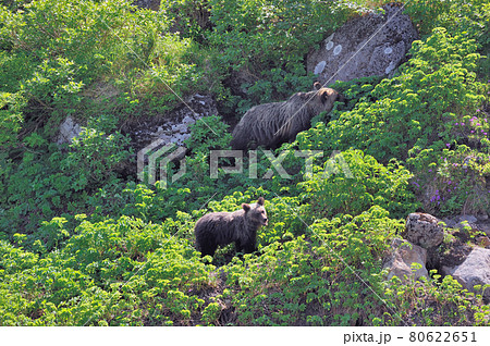 高山植物を食べるヒグマの親子(北海道・知床) 高山植物を食べるヒグマの親子(北海道・知床) 80622651