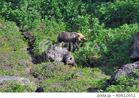 登山道に現れたヒグマの親子（北海道・知床） 80622652
