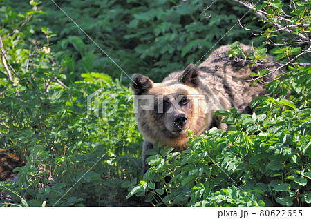 登山道に現れたヒグマ（北海道・知床） 80622655