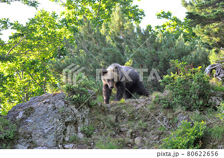 岩場でアリを食べるヒグマ(北海道・知床) 岩場でアリを食べるヒグマ(北海道・知床) 80622656