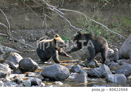 川で争うヒグマの兄弟（北海道・知床） 80622668