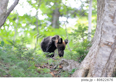 ドングリを食べるヒグマの幼獣(北海道・知床) ドングリを食べるヒグマの幼獣(北海道・知床) 80622676