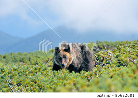 ハイマツ帯を歩くヒグマ（北海道・知床） 80622681