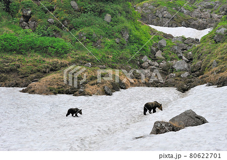 雪渓を歩くヒグマの親子（北海道・知床） 80622701