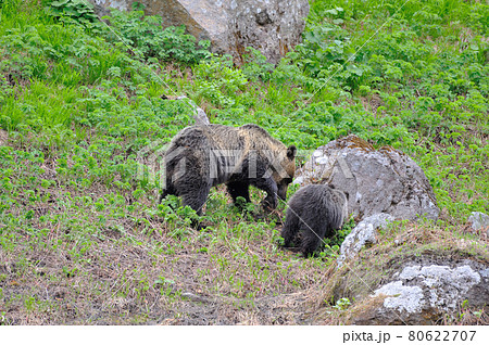 高山植物を食べるヒグマの親子(北海道・知床) 高山植物を食べるヒグマの親子(北海道・知床) 80622707