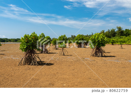 Mangrove trees at low tide showing their roots on dry sands, blue sky. Iriomote Island, natural world heritage, Unesco. 80622759