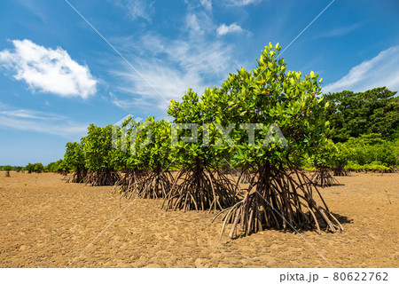 Lush green mangroves in single file showing their roots in the sands at low tide, summer blue sky. Iriomote Island, natural world heritage, Unesco.  80622762