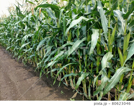 トウモロコシ畑 トウモロコシ畑 80623046